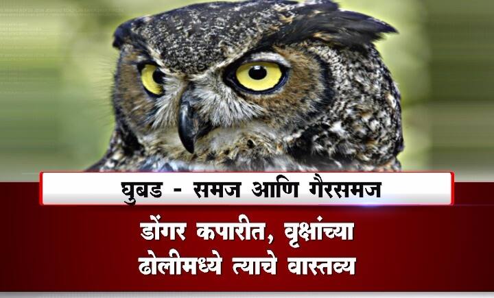 ज्याचं नाव उच्चारणं अशुभ मानलं जातं. ज्याला पाहिलं की संकट येतं, असा खुळचट समज आहे. त्याच घुबडाला बाप्पाच्या मागे प्रभावळीत स्थान दिल्यानं भक्त चक्रावले. पण भक्तांची ही शंका मंडळानं दूर केली आहे.