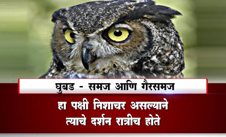 खरं तर घुबड माणसाच्या दैनंदिन आयुष्यात हस्तक्षेप करत नाही. डोंगर कपारीत, वृक्षांच्या ढोलीमध्ये दृष्टीआडच्या सृष्टीत त्याचे वास्तव्य असतं. पिकांवरचे कीटक आणि उंदीर हे घुबडाचे मुख्य खाद्य आहे. हा पक्षी निशाचर असल्याने त्याचे दर्शन रात्रीच होते. पण बटबटीत डोळ्यांमुळे पक्षीजमातीत भीतीदायक म्हणून बदनाम आहे.