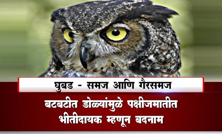 जे लोक घुबडांना अपशकुनी मानतात… त्यांच्यासाठी गणपती हे वाईट प्रवृत्तीवर आरुढ झाले आहेत असं मानावं. असं प्रतिक्रिया पंचांगकर्ते दा. कृ. सोमण यांनी दिली आहे.