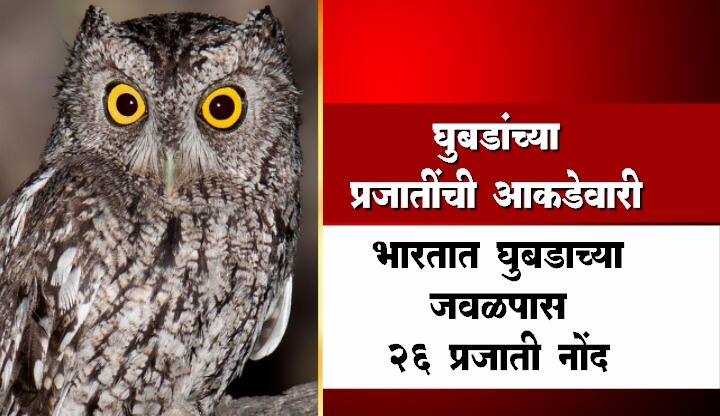 खरं तर घुबडं नाही, तर माणसंच घुबडांसाठी अपशकुनी असतात असं म्हंटलं तर वावगं ठरणार नाही.
