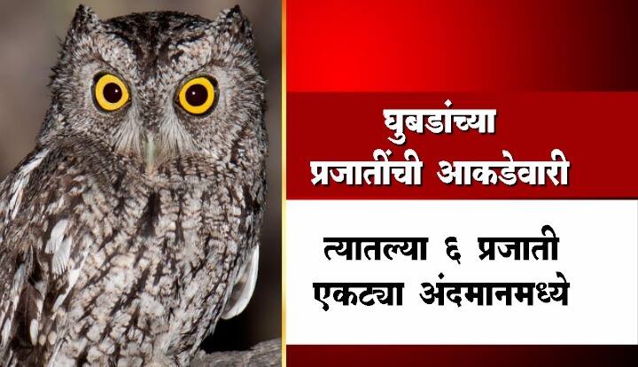 भारतात घुबडाच्या जवळपास 26 प्रजाती नोंद आहेत. त्यातल्या 6 प्रजाती एकट्या अंदमानमध्ये आहेत. रानपिंगळा या जमातीचे फक्त 260 घुबडं शिल्लक आहेत.