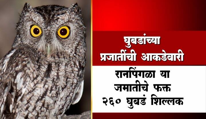 ज्या देवानेच ही सृष्टी तयार केली. त्यातली कोणतीही गोष्ट अपशकुनी कशी असेल? त्यामुळे या सृष्टीच्या निर्मात्याच्या मागे मोर असो, सिंह असो किंवा घुबड. त्याकडे शकून-अपशकुनापेक्षा भक्तीभावाने पाहिलं, तरच बाप्पा प्रसन्न होतील.