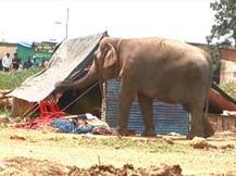 रँबो सर्कसमधील पिसाळलेल्या हत्तीचा भोसरीत तासभर धुमाकूळ