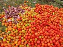 नासलेल्या टॉमेटोंपासून केचअप, कारवाईत 400 किलो टॉमेटो नष्ट