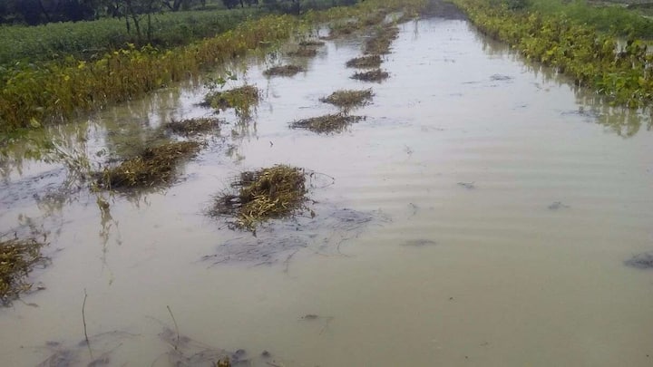 लातूर, उस्मानाबाद, परभणी, नांदेडमध्ये पावसाच्या सरी बरसत असून बीडमध्येही पावसाची संततधार सुरू आहे. 