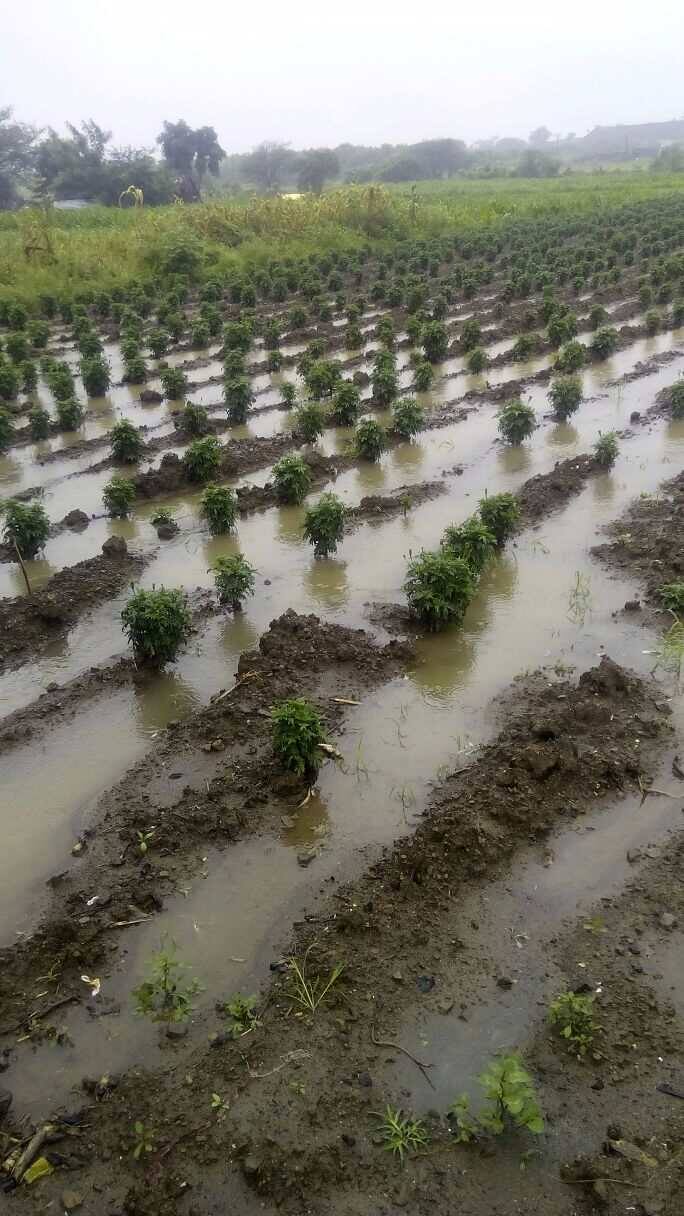 या पावसामुळे धरणातील पाणी साठ्यात वाढ होण्यास मदत होणार आहे. संपूर्ण पावसाळ्यात मोठा पाऊस न झाल्यामुळं येथील पाणी साठे कोरडे आहेत.
