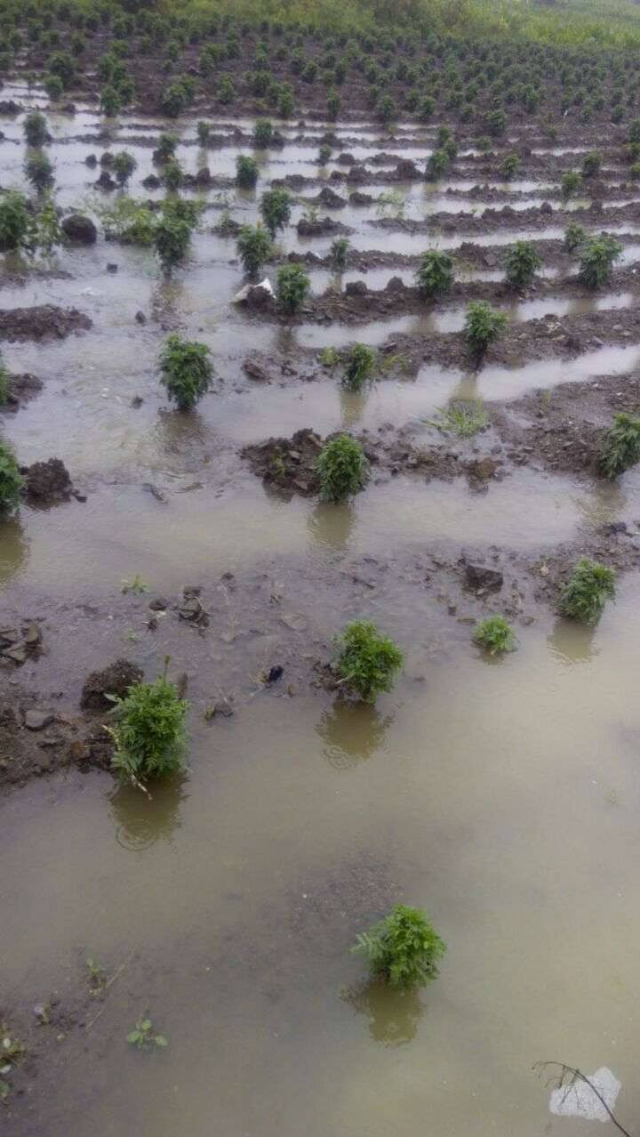 आज पहाटे पाच वाजेपासून मात्र मुसळधार पाऊस बरसत आहे. 