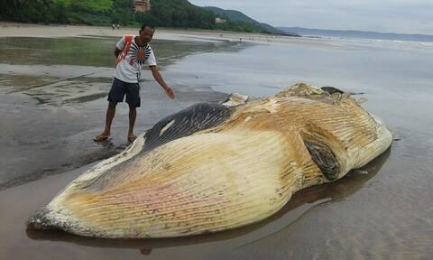 मुरुडच्या किनारी 50 फूटी मासा मृतावस्थेत सापडला! मुरुडच्या किनारी 50 फूटी मासा मृतावस्थेत सापडला!