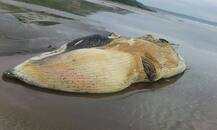 मुरुडच्या किनारी 50 फूटी मासा मृतावस्थेत सापडला!