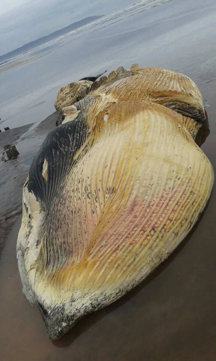 रत्नागिरी जिल्ह्यातील दापोलीच्या मुरुड किनारी सुमारे 50 फूट लांबीचा मासा आढळून आला. मृत अवस्थेतील हा मासा किनारी सापडला आहे. (फोटो सौजन्य: सचिन देसाई, रत्नागिरी)