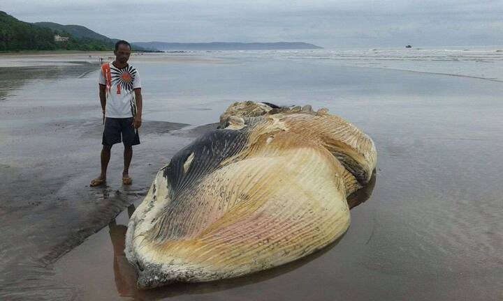 रत्नागिरी जिल्ह्यातील दापोलीच्या मुरुड किनारी सुमारे 50 फूट लांबीचा मासा आढळून आला. मृत अवस्थेतील हा मासा किनारी सापडला आहे. (फोटो सौजन्य: सचिन देसाई, रत्नागिरी)