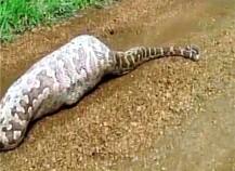 ...आणि अजगराने निलगायीला गिळलं!