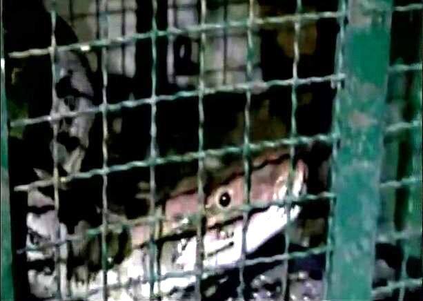 मात्र निलगायला गिळल्यानंतर अजगराची प्रकृती बिघडली.