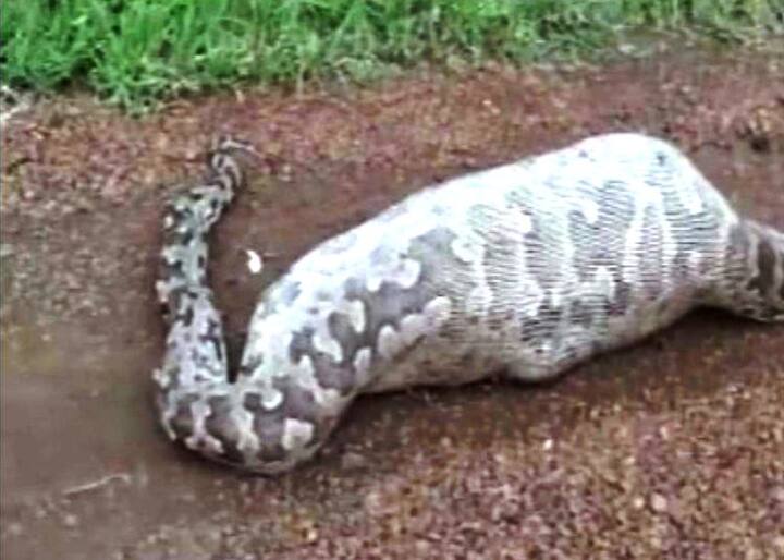 त्यानंतर वनविभागाने अजगराला गिरनार वाईल्ड लाइफ सँक्चुरीमध्ये देखरेखीखाली ठेवलं आहे. 