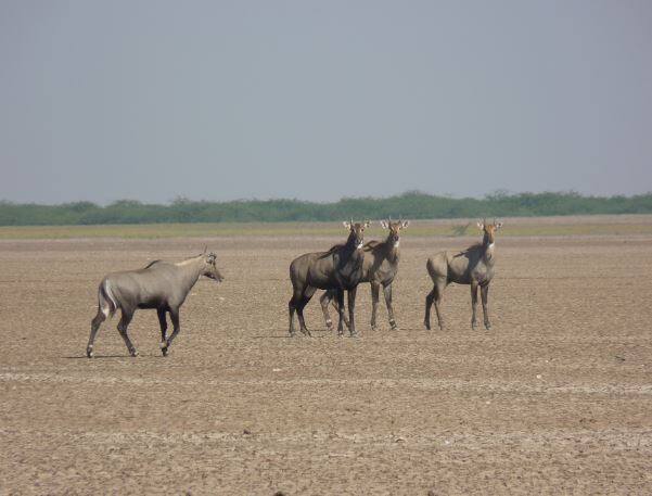 कच्छ: गुजरातमधील कच्छचं रण हे देखील पाहण्यासाठी फारच सुंदर आहे. 