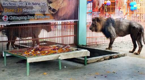 येथील अधिकारी मिसबाह उद्दीननं सांगितलं की, 