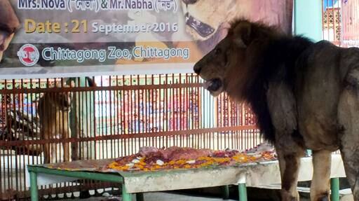 प्राणी संग्रहालयाचे डेप्युटी क्युरेटर मंजूर मुर्शीद म्हणाले की, या सिंह-सिंहीणच्या लग्नाआधी देखील लहान मुलांना पार्टी देण्यात आली होती. 