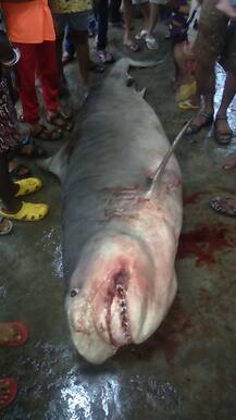 मच्छिमाराच्या जाळ्यात अडकला 500 किलोचा शार्क