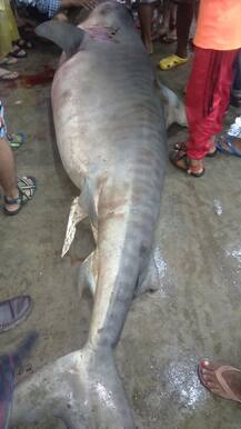 मच्छिमाराच्या जाळ्यात अडकला 500 किलोचा शार्क