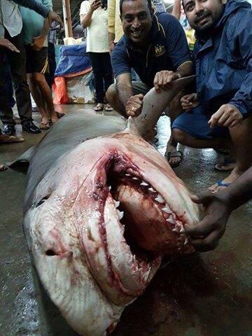 या माशाच्या लिव्हरपासून काढलेलं तेल बद्धकोष्ठता, कर्करोग आणि हृदयविकारावर उपयुक्त आहे. 