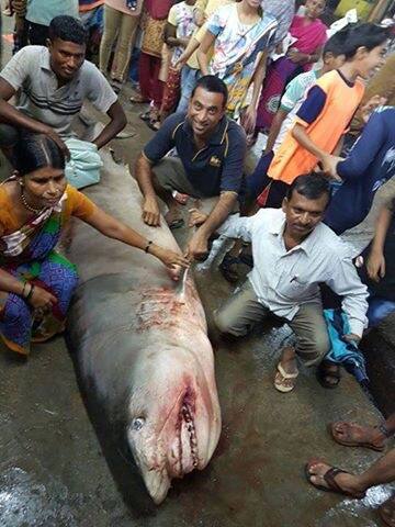 तसेच त्याच्या कातडीपासून चप्पल, बूट, पाकिटं बनवली जात असल्याने त्याची मोठ्या प्रमाणावर शिकार केली जाते.