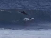 VIDEO : समुद्रात सर्फिंग करणाऱ्या लहानग्याला डॉल्फिनचा तडाखा