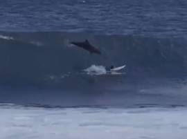 VIDEO : समुद्रात सर्फिंग करणाऱ्या लहानग्याला डॉल्फिनचा तडाखा