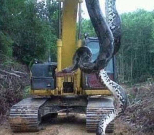 याला उचलण्यासाठी क्रेन वापरावी लागली.