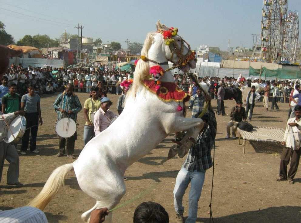 Journalist Dilip Tiwaris Blog On Sarangkheda Festival खान्देश खबरबात : सारंगखेडा फेस्टिव्हल