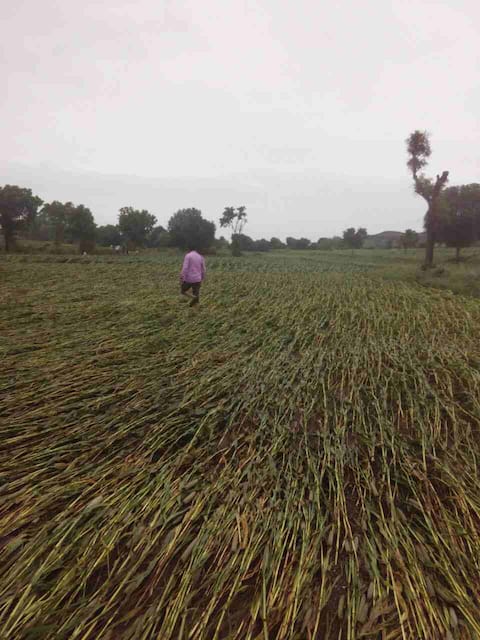 धुळ्यात पावसाचा कहर, 800 हेक्टरवरील पिकांचं नुकसान धुळ्यात पावसाचा कहर, 800 हेक्टरवरील पिकांचं नुकसान