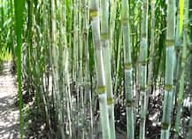 ऊसदराचा तोडगा निघेपर्यंत साखर कारखाने बंद