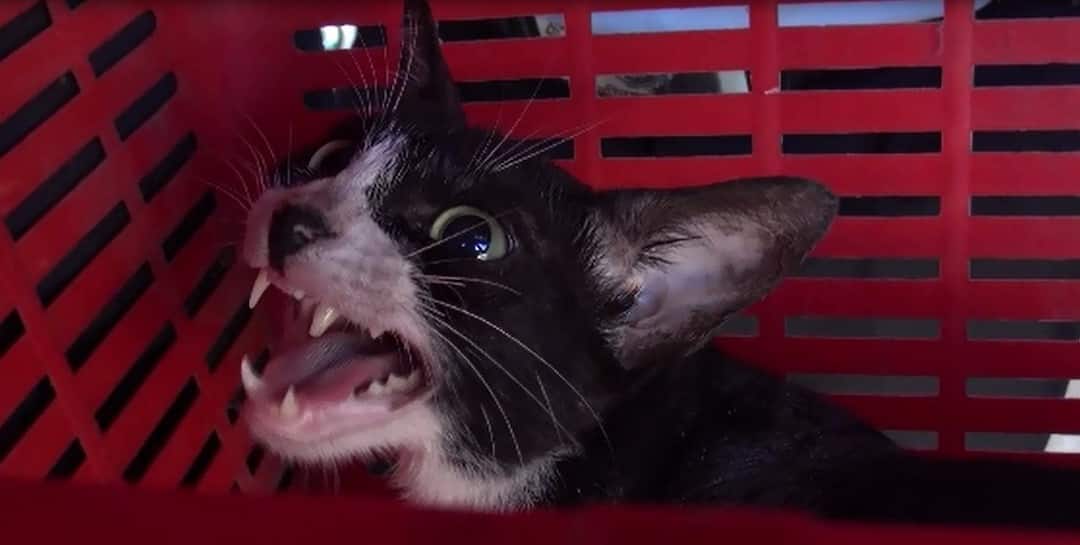 Cat Attack On Owner In Nalasopara नालासोपाऱ्यात पिसाळलेल्या मांजरीचा मालकिणीवरच हल्ला