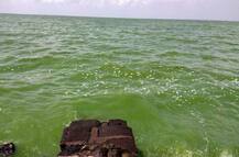 जायकवाडीतील पाण्यावर हिरवा तवंग, पाण्याची तपासणी होणार