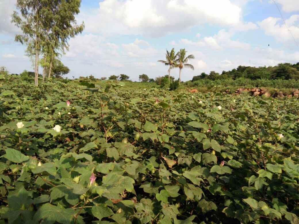 31 July is last date of application for crop insurance पीक विमा भरण्यासाठी उद्या अखेरचा दिवस