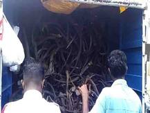बेळगावात कोट्यवधींची सांबराची शिंगं, हत्तीचे सुळे, वाघनखं जप्त