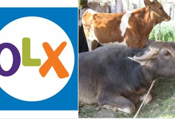 Farmers Are Selling Cows And Buffalos On Olx आता OlX वरुनही गाई आणि म्हशींची विक्री