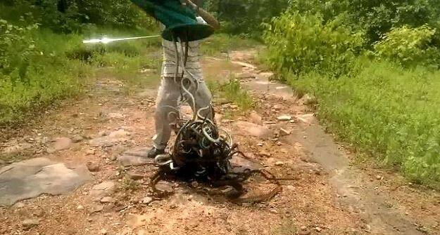 वेगवेगळ्या ठिकाणी पकडलेल्या सापांना त्याने जंगलात सोडलं आहे.