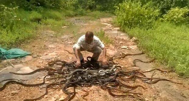 आश्चर्याची बाब म्हणजे विषारी सापांना जंगलात सोडल्यावर त्यांनी या सर्पमित्राला कोणतीही इजा पोहचवली नाही.