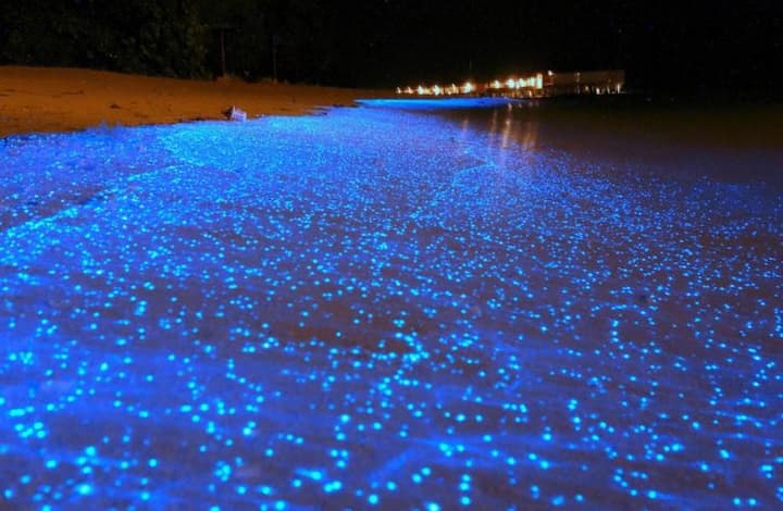 Maldives Beach: या बीचवर रात्री फेरफटका मारला तर असं वाटेल की, पाण्यावर मोती तरंगत आहेत. 