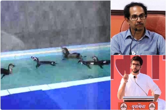 Uddhav Thackeray Targets Mns Congress For Their Statements Over Penguin Death पनवती लोकांकडून पेंग्विनबाबत टीका : उद्धव ठाकरे