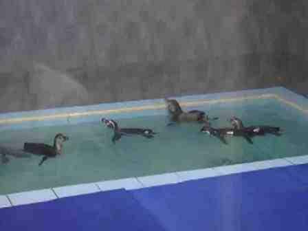 प्रौढांना पुढील दोन महिने पेंग्विनदर्शन नाही, बालकांना मोफत Entry Fees To See Penguins In Ranicha Baug प्रौढांना पुढील दोन महिने पेंग्विनदर्शन नाही, बालकांना मोफत