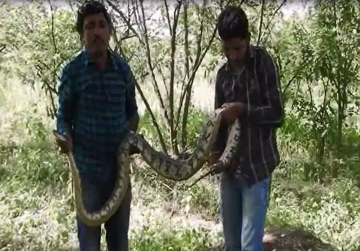 लातूर जिल्ह्यात तब्बल 10 फूट लांब आणि 35 किलो वजनाचा अजगर आढळून आला आहे. 