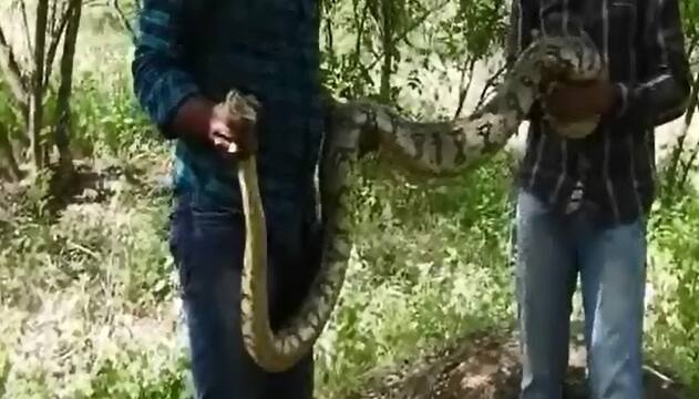 दोन दिवसांपूर्वी लातूरच्या जलालपूर भागात अजगर असल्याची माहिती स्थानिक सर्पमित्रांना मिळाली होती. 