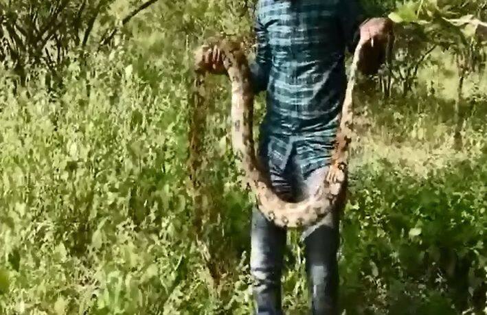 लोक घाबरुन या अजगराला ठार मारतील, अशी भीती सर्पमित्रांनी होती.