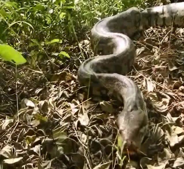 अजगराचा शोध घेण्यासाठी सर्पमित्रांनी वन विभागाची मदत घेतली. 