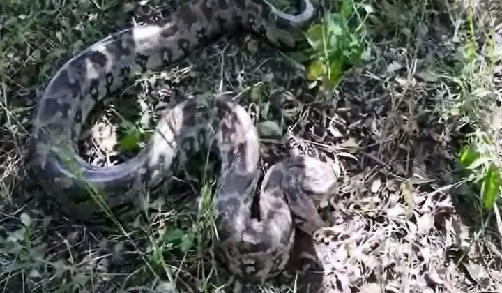 या अजगराला कासार शिरशी भागातल्या पाणवठ्यामध्ये सोडण्यात आलं.