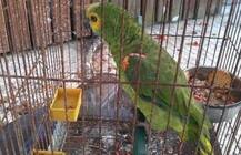 घरमालक आणि मोलकरणीचं अफेअर, पोपटामुळे पोलखोल