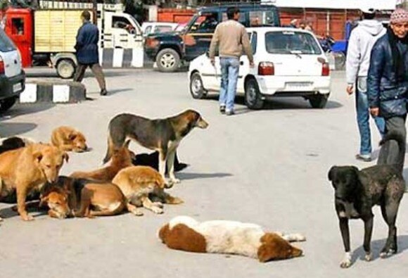 Stray Dogs bite eight to ten childrens in Bhiwandi भिवंडीत भटक्या कुत्र्यांचा हौदोस; आठ-दहा मुलांना कुत्र्याचा चावा