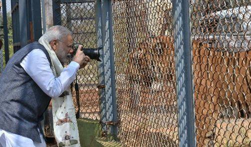पंतप्रधान नरेंद्र मोदी यांनी आज नया रायपूरमध्ये जंगल सफारीचा आनंद लुटला. जंगल सफारीच्या वेळी पंतप्रधान मोदींनी वाईल्ड लाईफ फोटोग्राफीचीही हौसही पूर्ण केली. ‘शिवाजी’ या वाघाचे फोटो मोदींनी कॅमेरात कैद केले.