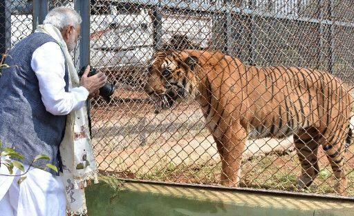छत्तीसगडच्या स्थापनादिनानिमित्त मोदी रायपूरमध्ये आले होते. मात्र त्या कार्यक्रमाला जाण्यापूर्वी मोदींचं हेलिकॉप्टर ट्रिपल आयटी कॅम्पसमध्ये उतरलं. तिथं मोदींनी पिंजऱ्यात कैद असलेल्या वाघांची फोटोग्राफी केली.